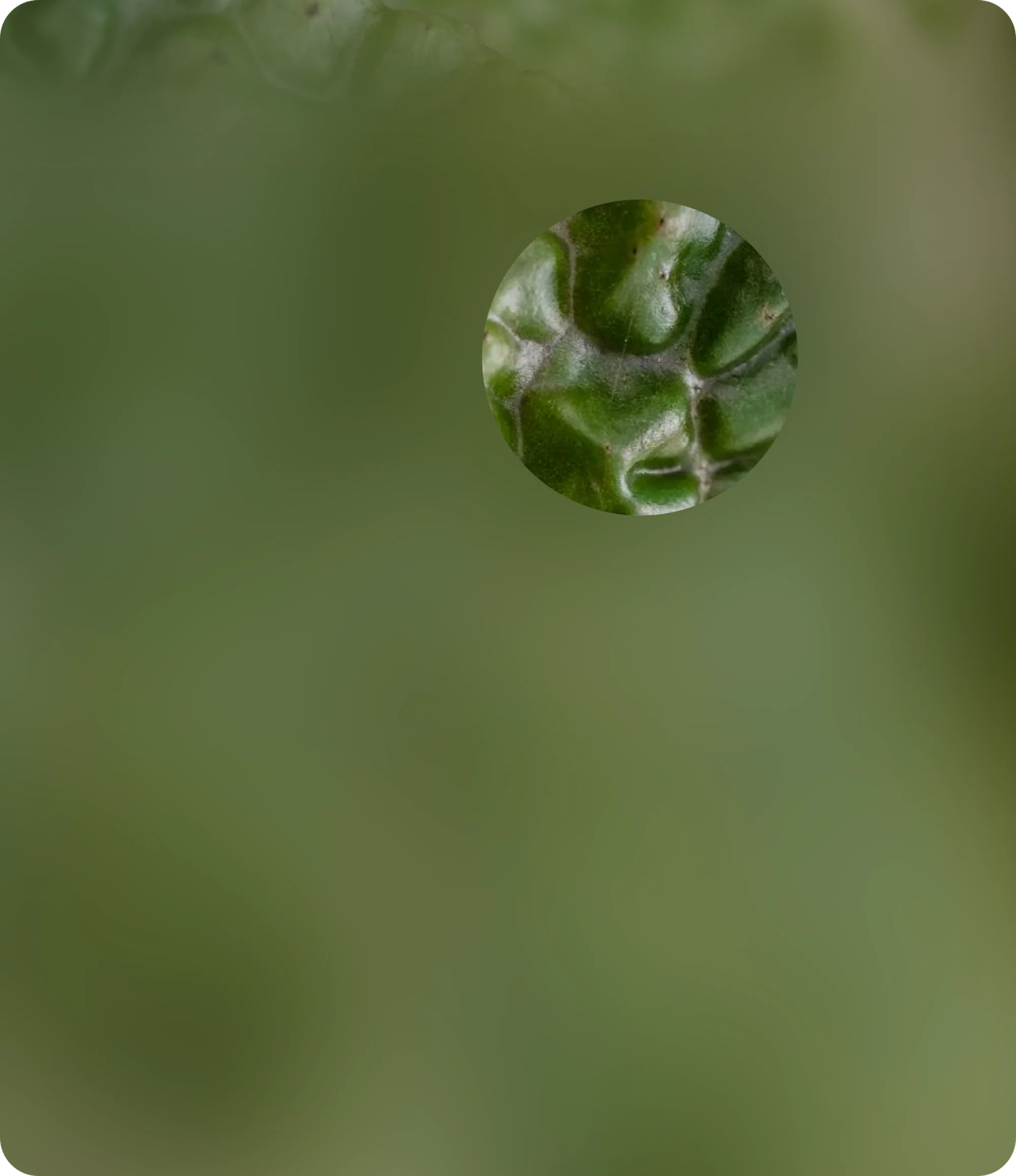 barbera's garden