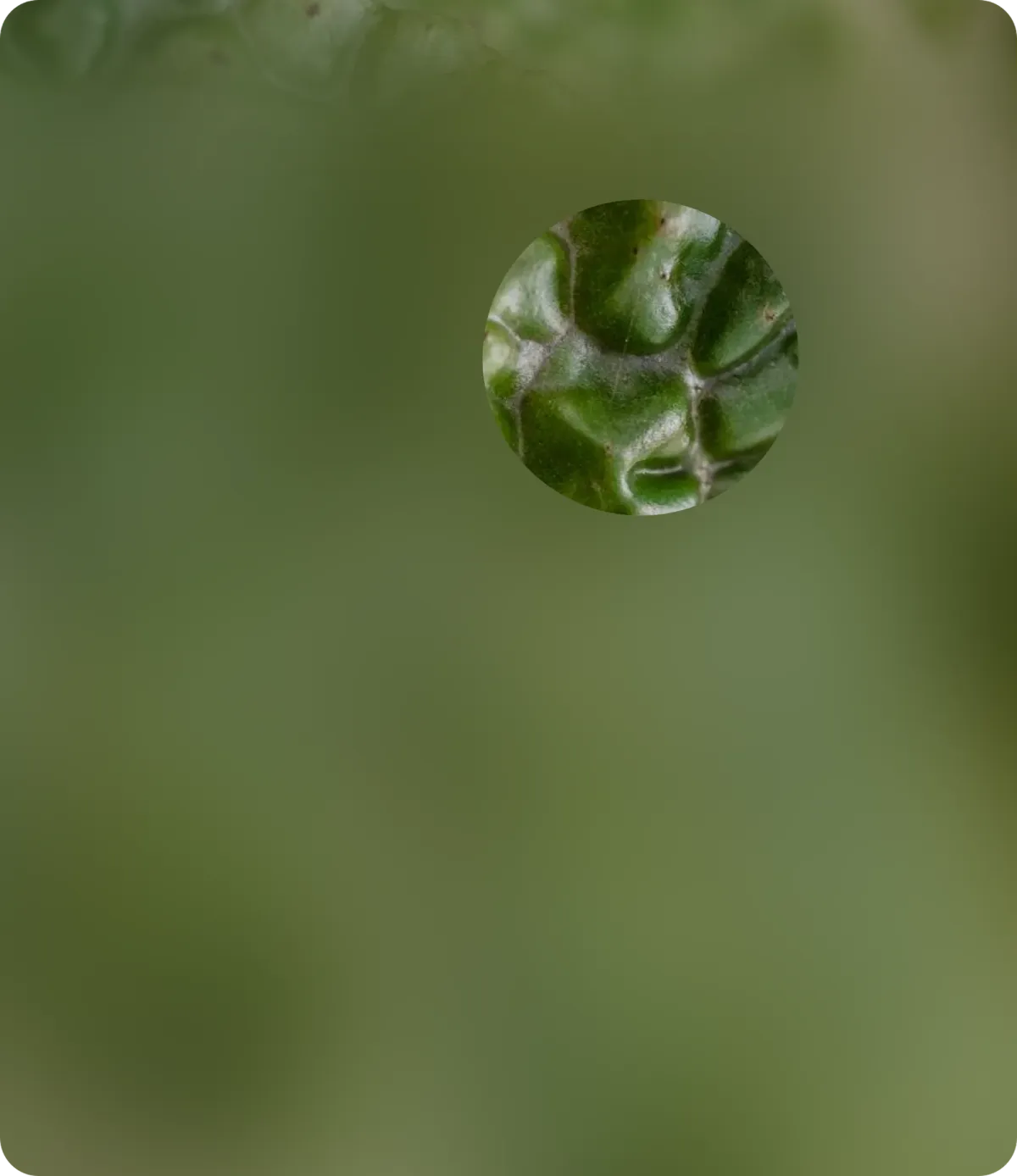 barbera's garden